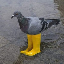 Pigeon In Yellow BootsLOGO